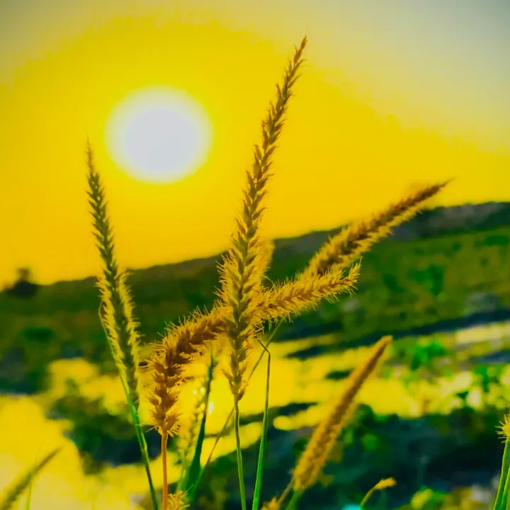 sada_apna_pind_82