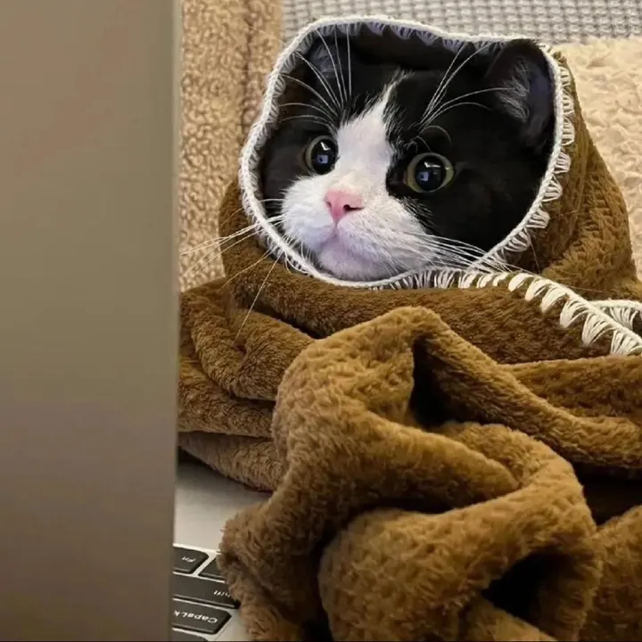 @funny.cute.pet28