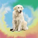 @sad_boy_and_his_golden