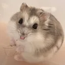 @bob_the_hamster_______