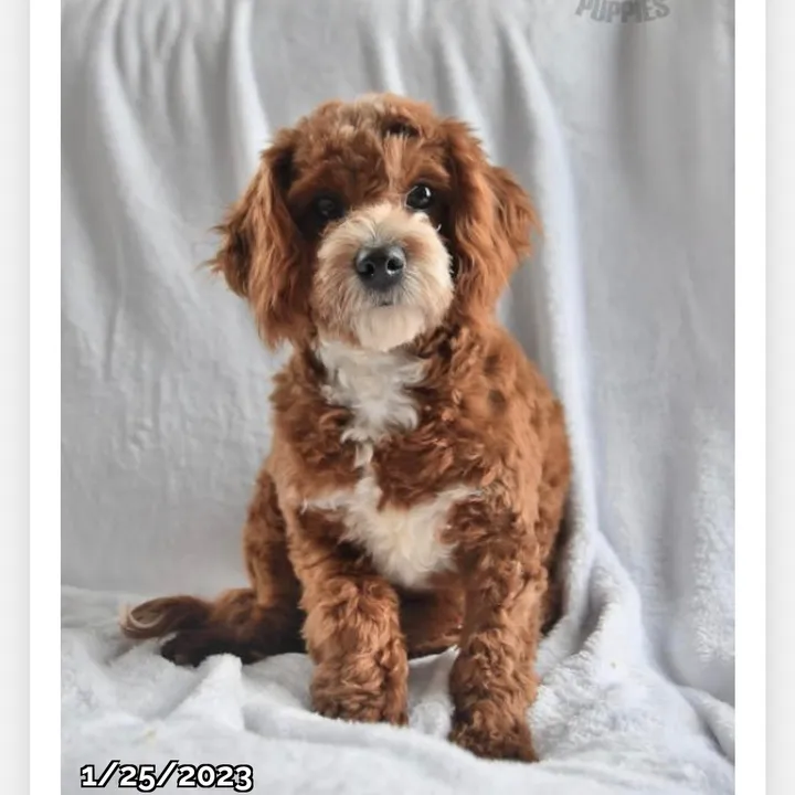@teddygrahamtheredcavapoo