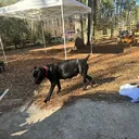 @gilleycreekkennels