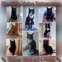 @die.katzencrew