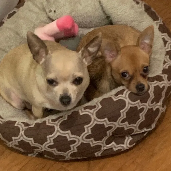 indyfurryfriends