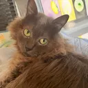 @milothecatwithepilepsy