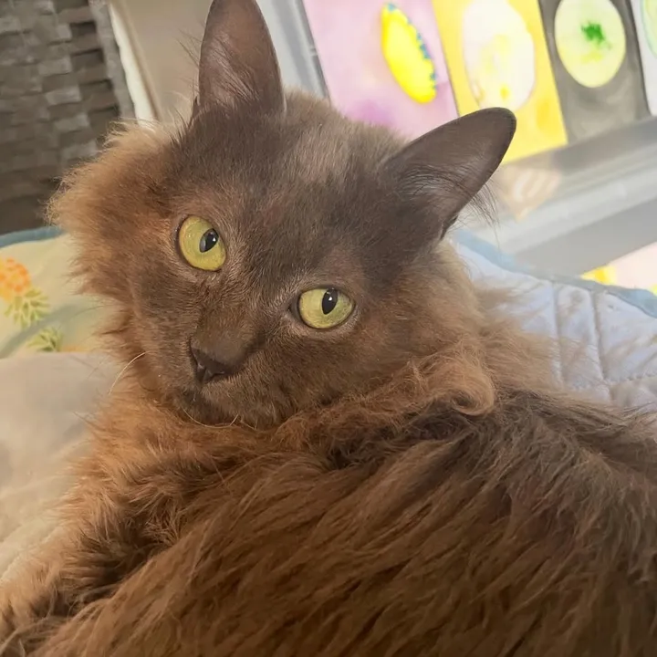 milothecatwithepilepsy