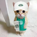 @yourlocalstarbies