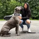 @remithecanecorso