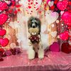 luxetheadventurepoodle