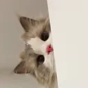@gashivideo