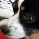 @nala_the_kokoni