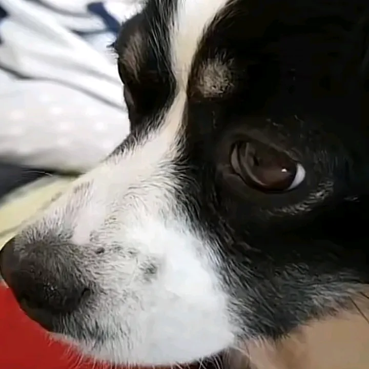 nala_the_kokoni