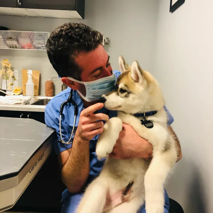 yorkvetcenter