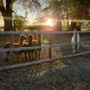 @alpacalypsenow