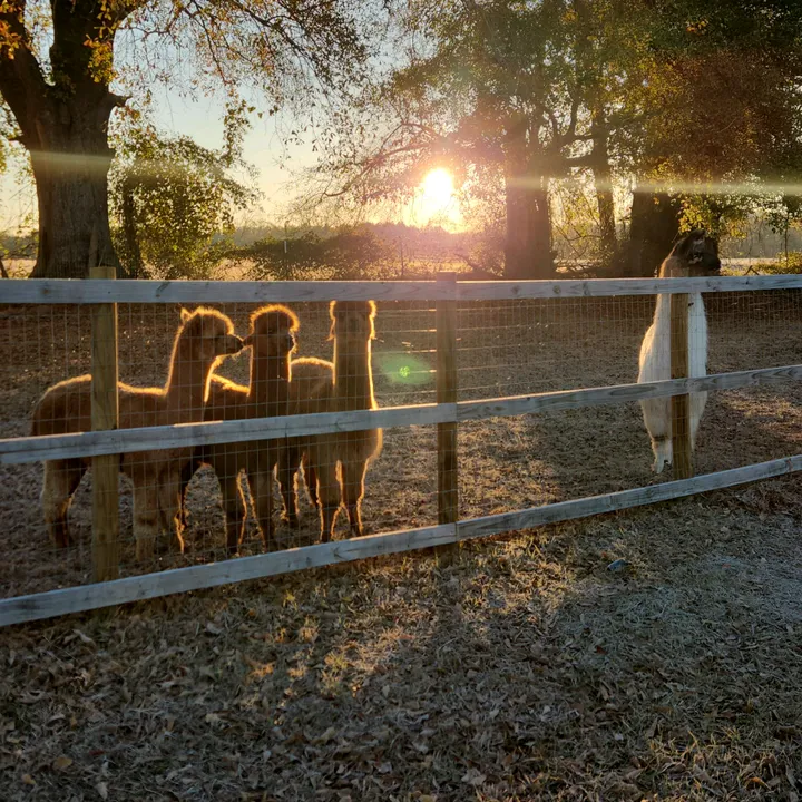 alpacalypsenow