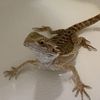kais.animal.channel