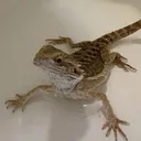 @kais.animal.channel