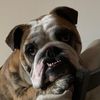 pedrobulldog