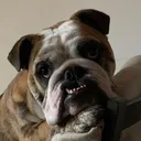 @pedrobulldog