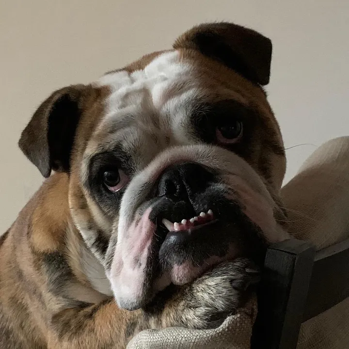 pedrobulldog