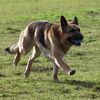 california_shepherd