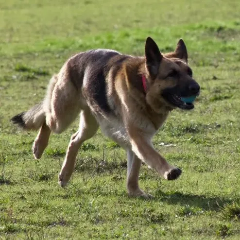 california_shepherd