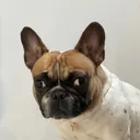 @pinatfrenchie