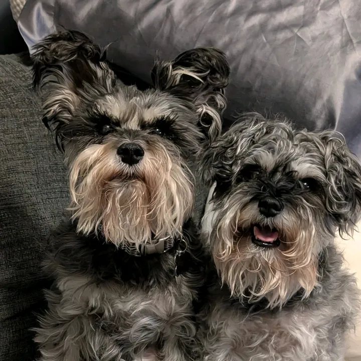 pippernwillow
