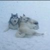 pawprintlifestyle
