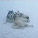 @pawprintlifestyle