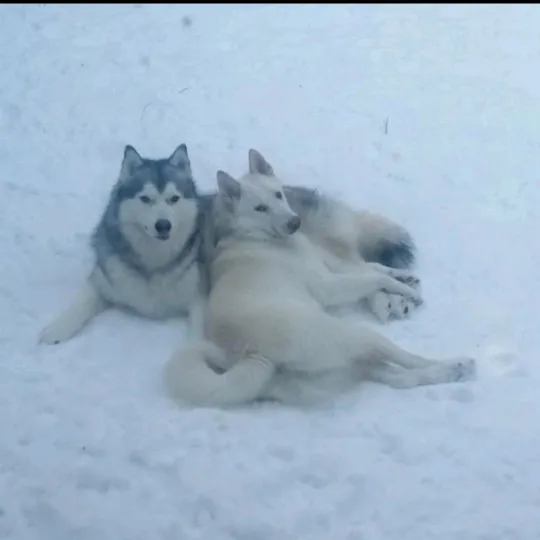 @pawprintlifestyle