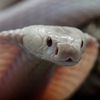 cryptid.exotics