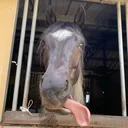 @pandathepony