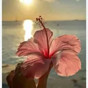 @pamfila427