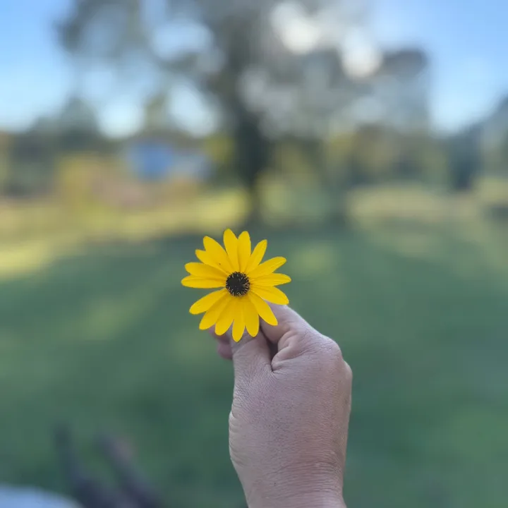 sairabowen