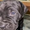 kyboerboels