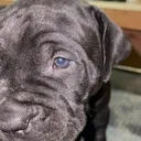 @kyboerboels