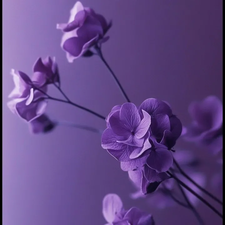 viy_ola