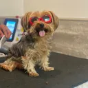 @arfitdogrehabfitness