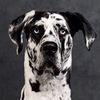 roccothegreatdane