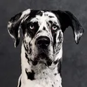 @roccothegreatdane