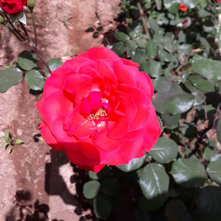 @zalimsinhayatt3131h1