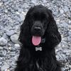 lolita.cocker.spaniel