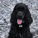 @lolita.cocker.spaniel