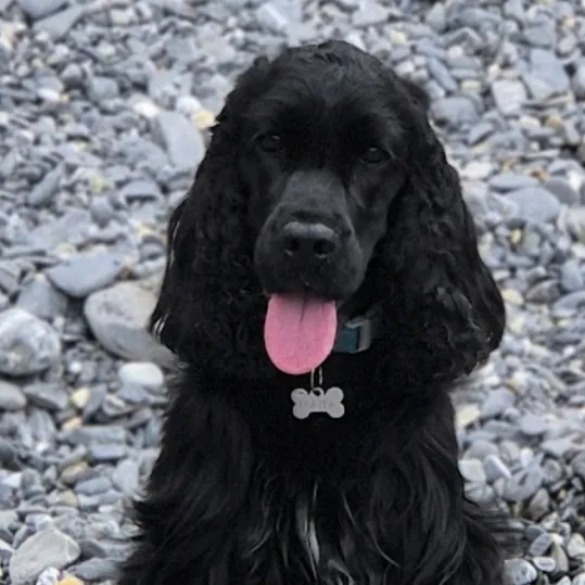 lolita.cocker.spaniel