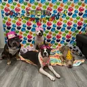 @destructive.dogs