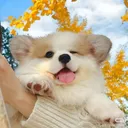 @ylff259