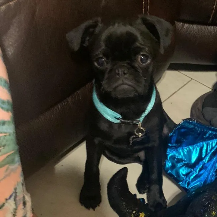 benjibearthepug