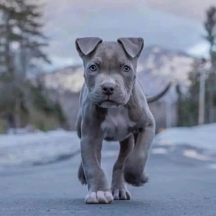 ultimatepuppies