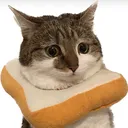 @suki_purrs